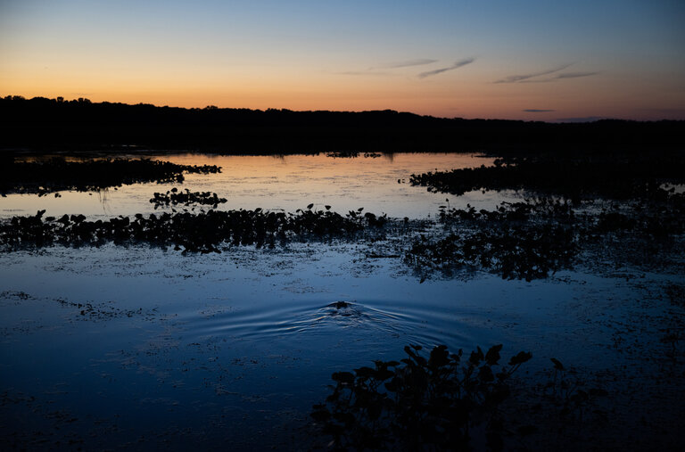 A beaver cutting a characteristic V-shaped swath through a pond at dusk in Ontario.