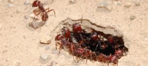 Harvester ants. Photo by Katie Dektar.