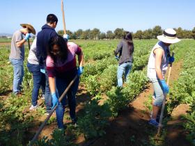 SB group learning about migrant health spend a day working on an organic farm in Salinas