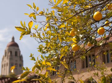 Tree in front of the Quad with Hoover Tower in the background