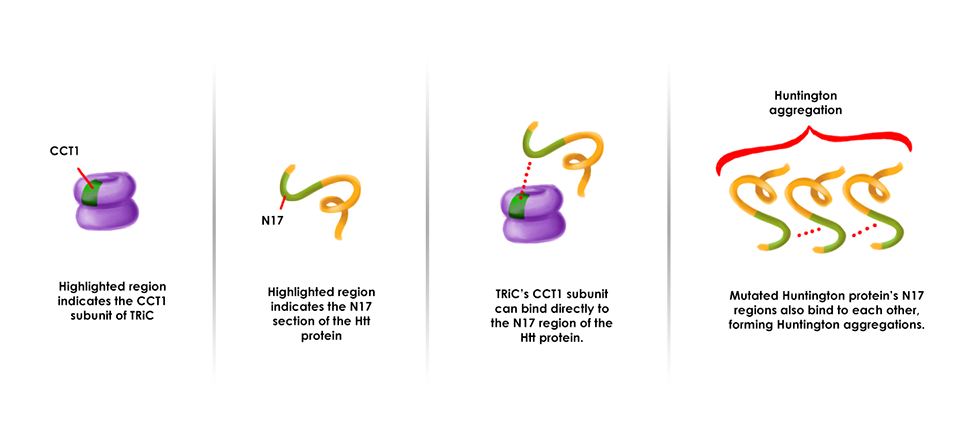 TRiC and Huntington Protein Aggregation