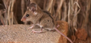 Gray climbing mouse