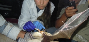 Hannah Frank, a Stanford Ph.D. student, examines a Vampyrum spectrum (false vampire) bat as part of a research project on parasite and disease dynamics in southern Costa Rica. 