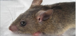 African rat (Mastomys natalensis), a carrier of plague and other diseases