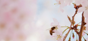 A bee pollinating a cherry tree. Cherries are an important natural source of Vitamin A in Iran