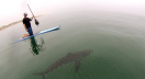 White shark near paddleboarder off Huntinghton Beach, Calif. 