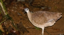 tinamou bird