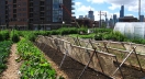 A small farm in Chicago