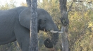 An elephant grazes