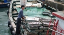 Fishing boat with haul destined for for fish farm in Guangzhou, China