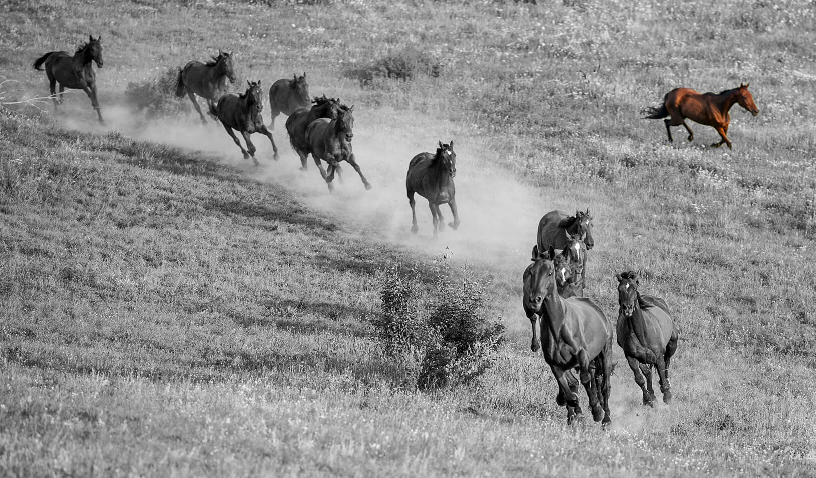Horses running downhill; one running the opposite direction | iStock/graffoto8