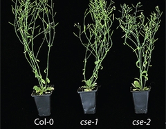 Plants with the lignin biosynthetic gene intact are lignin rich whereas those with an altered gene have less lignin and increased sugar release.