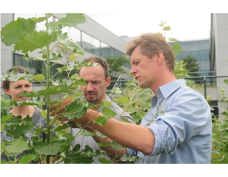 For their GCEP effort, Wout Boerjan and researchers from Flanders Institute for Biotechnology work to identify natural products that can be incorporated into energy crops to make conversion to biofuels easier.