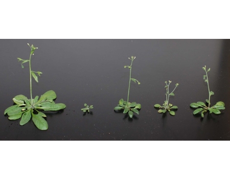 Arabidopsis is a model plant system used in lignin research.