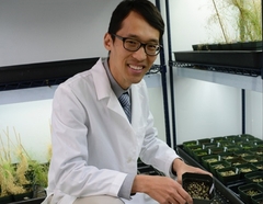 GCEP investigator Xu "Sirius" Li  from North Carolina State University works on the regulatory pathways of lignin genes.