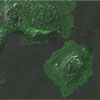 E-cadherin-GFP2 by CA: 4 MB