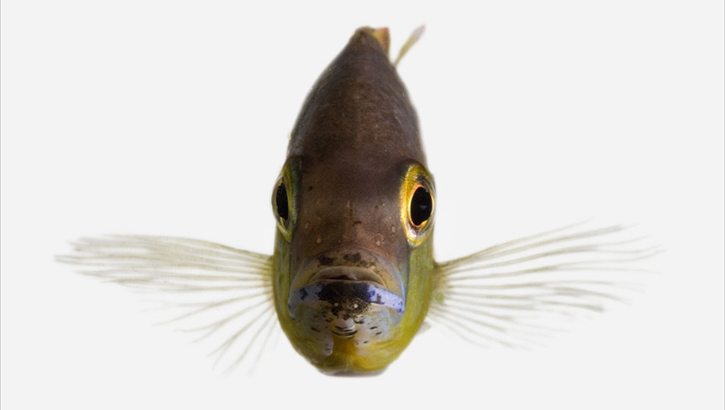 Cichild Fish 