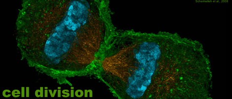 Cell Division