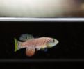 Killifish project explores the genetic foundation of longevity