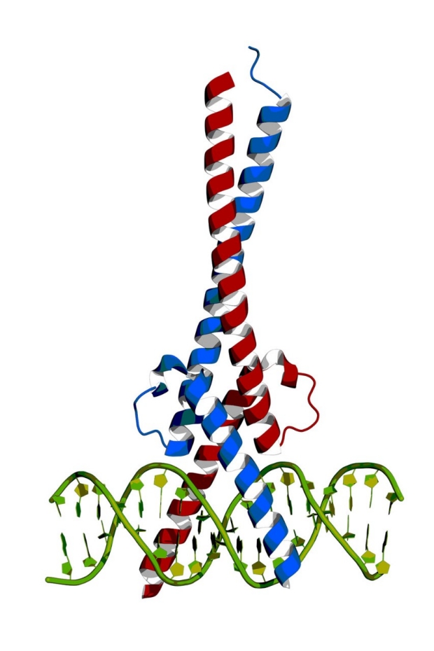 Depiction of the Myc protein