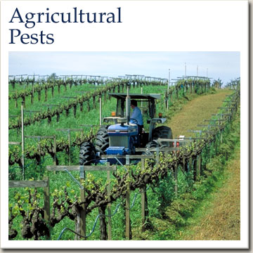 Agricultural Pests