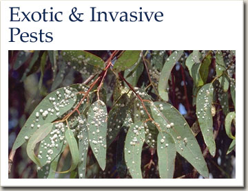 exotic and invasive pests