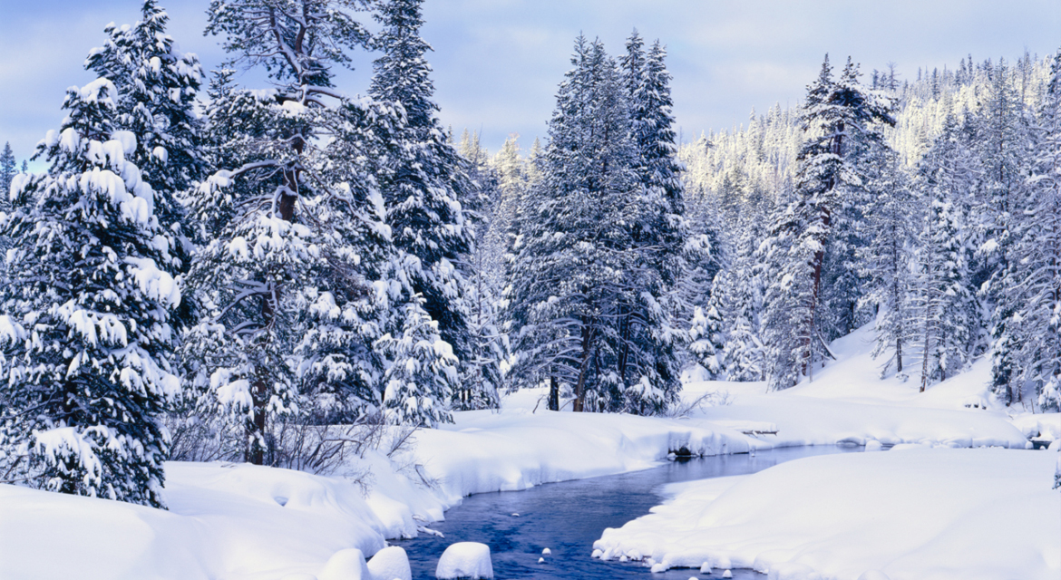 Evergreen trees and small creek in winter