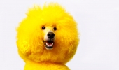 Kobe the miniature poodle recently groomed and dyed bright yellow. Like Big Bird. | Reuters/Mike Blake