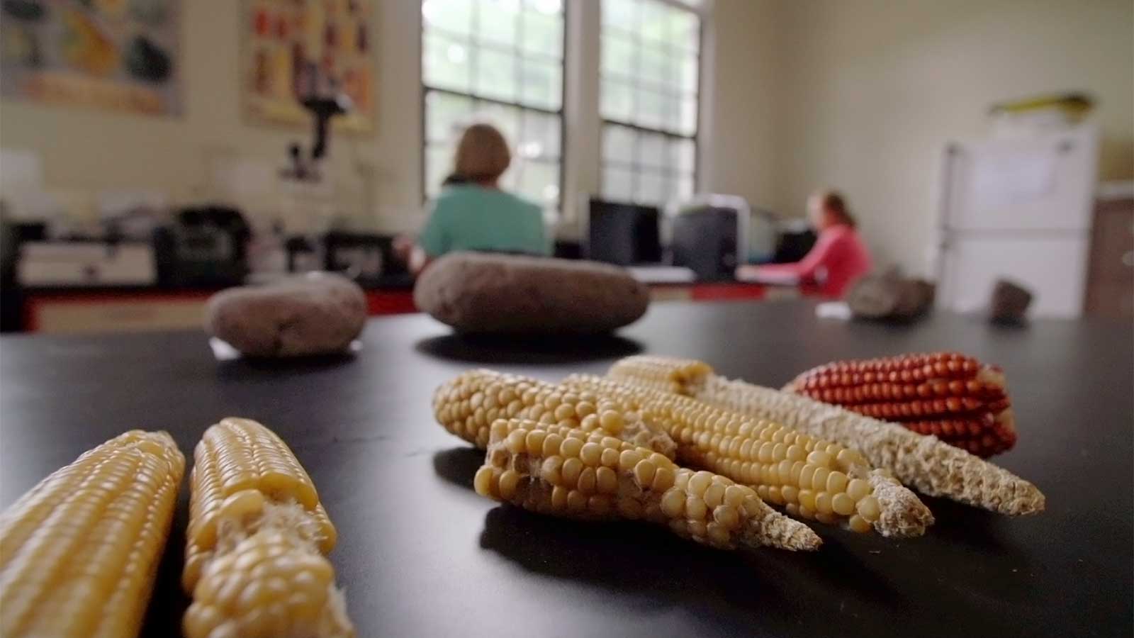 corn at lab bench