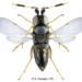 Anagyrus-lopezi-wasp