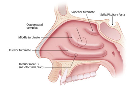 nasal cavity side view