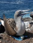 Galapagos Image