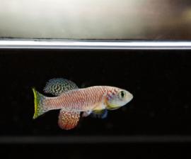 Killifish, Anne Brunet, Stanford Neurosciences Institute