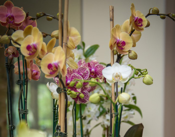 The Munger Market offers gifts like fresh orchids 