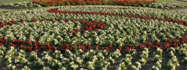 Flowers planted in the shape of an S