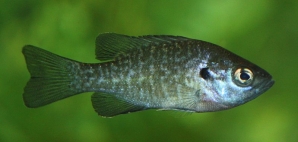 Bluegill fish