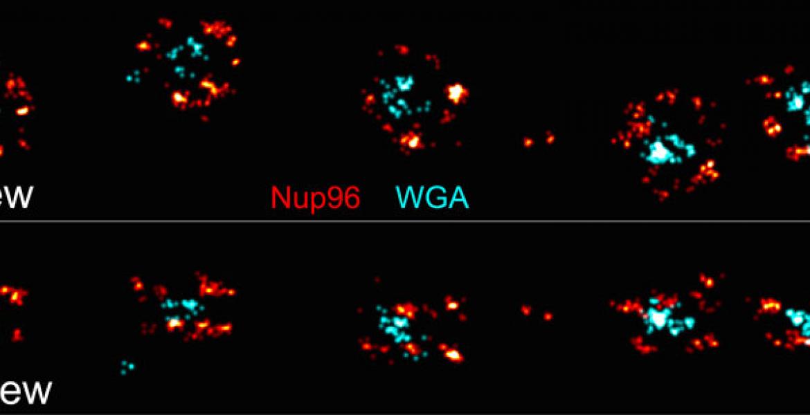 MINEFLUX image of the nuclear pore complex