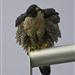 Esteban Colbert sitting on the ledge of the 19th floor at City Hall shaking out his feathers