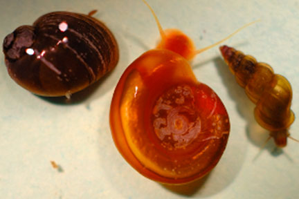 The Three Species of Intermediate Hosts That Are Provided from The Schistosomiasis Center.