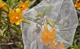 flowers of sticky monkey flower, Mimulus aurantiacus, with and without netting to exclude pollinators