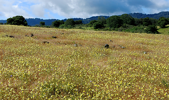 Tidy Tips blooming at Jasper Ridge - Photo by Alice Cummings