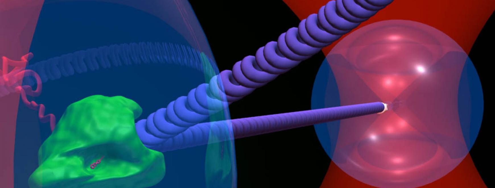 An RBA polymerase optical tweezers experiment