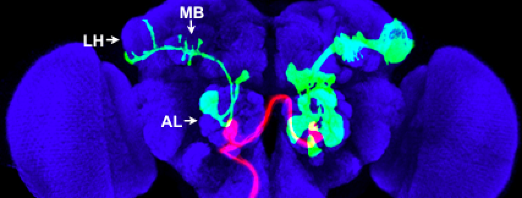 the fly olfactory system