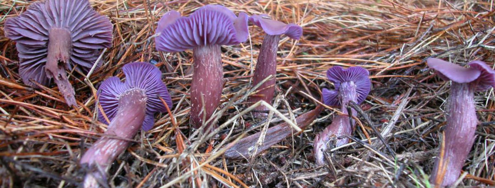 Fungus on the ground