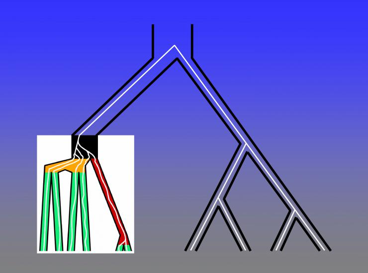 Illustration of an inductive proof that all species tree topologies with five or more taxa, and asymmetric four-taxon species tree topologies, have anomalous gene trees.