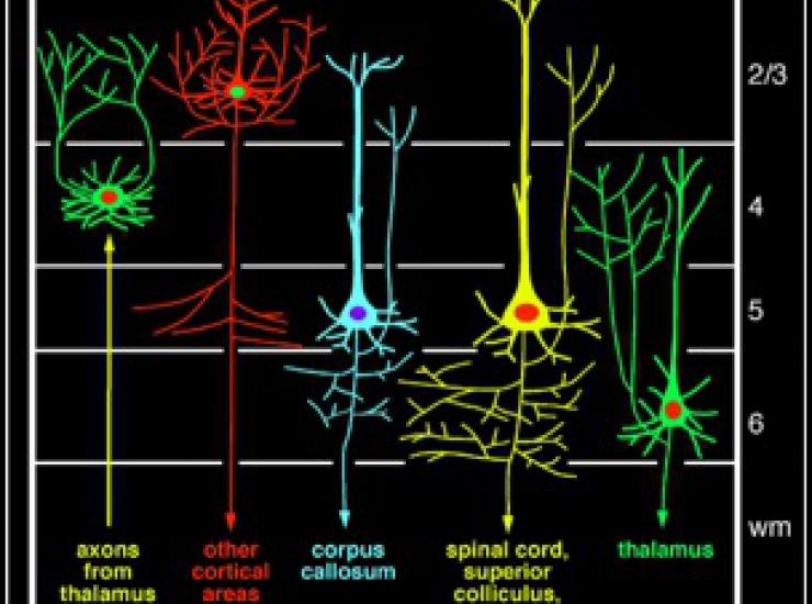 Neurons of the neocortex are organized in two dimensions relative to the cortical surface.