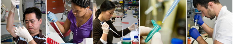 Collage of Stanford Biosicences students using pipettes for research