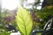 Photo of a leaf with sunlight shining through it from behind.