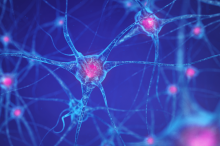 Graphic image of interconnected neurons, with nuclei in pink on a blue background.