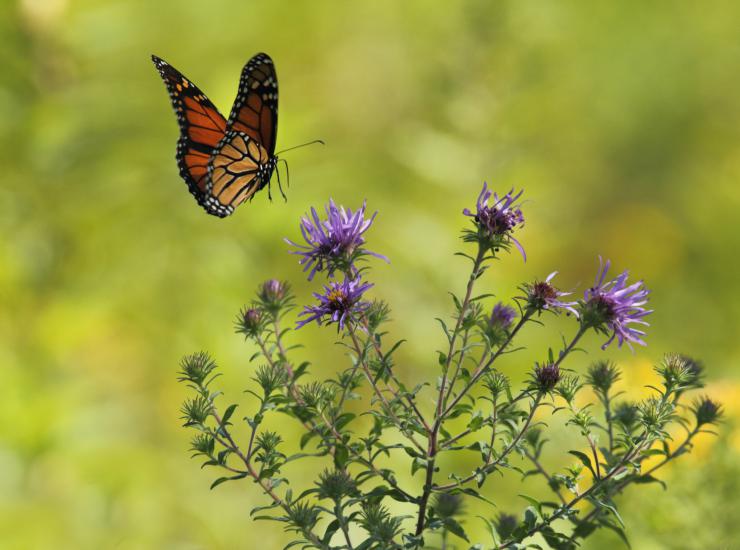 monarch butterfly alighting onto a purple flower in a field